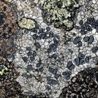 Feine Flechtenkunst von Mutter Natur! * - Les lichens qui donnent une oeuvre d'art!