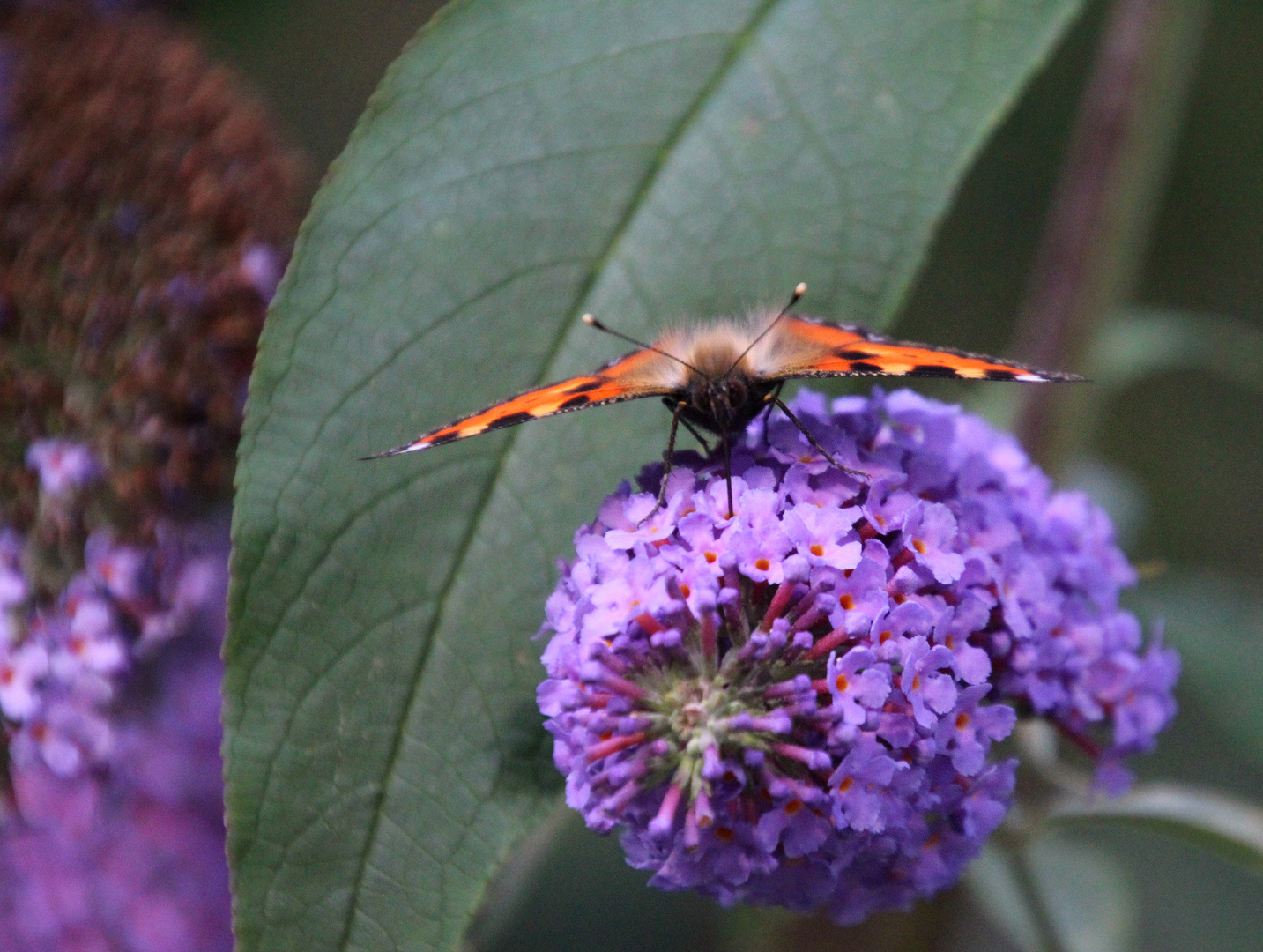 feine Härchen ... Foto & Bild | fotos, dokumentation, outdoor Bilder ... feine Härchen ... Foto & Bild | fotos, dokumentation, outdoor Bilder ...