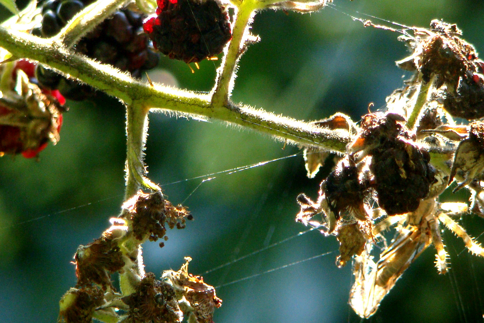 Feine Herbstfäden im Brombeerstrauch