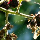 Feine Herbstfäden im Brombeerstrauch