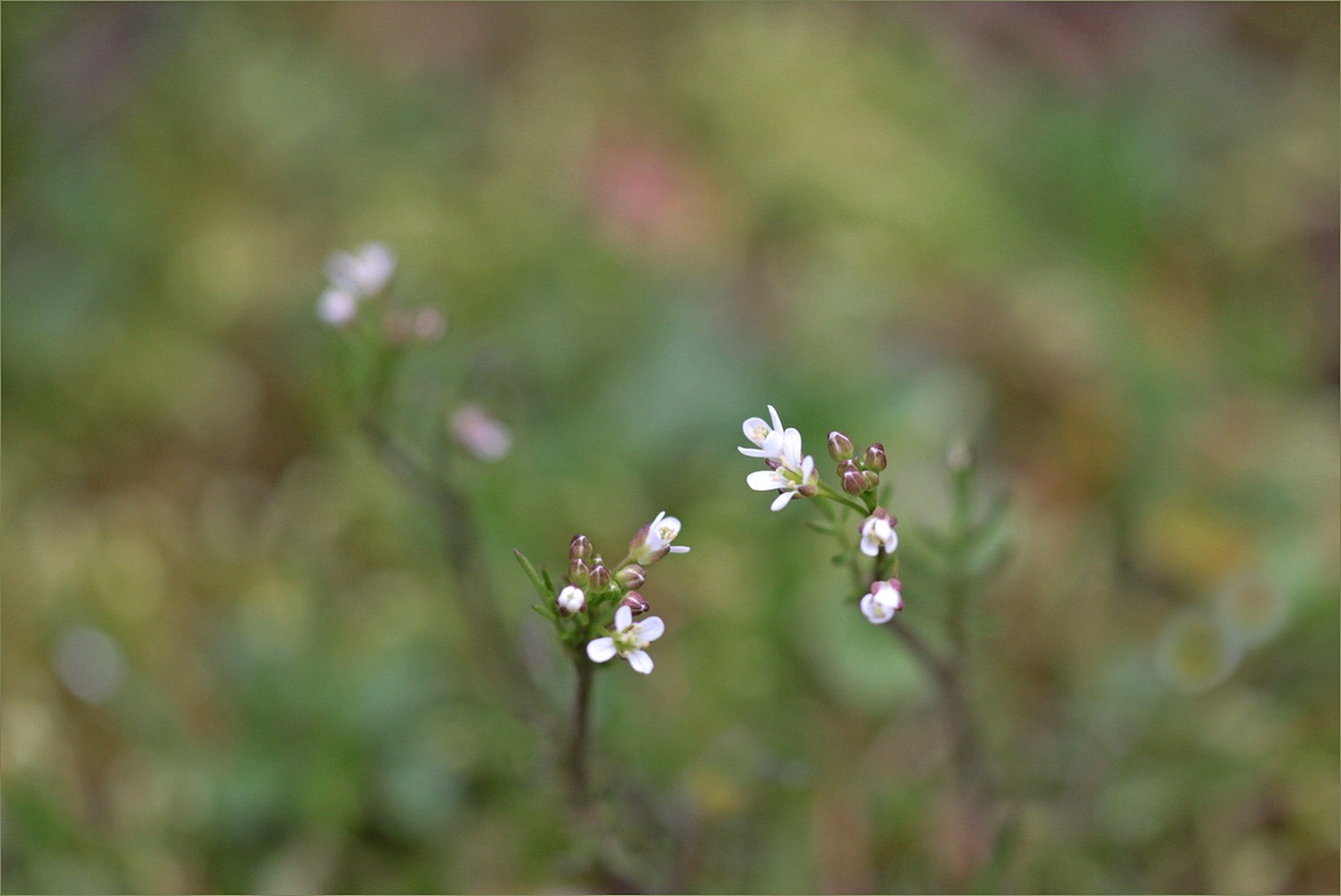 feine Kleine