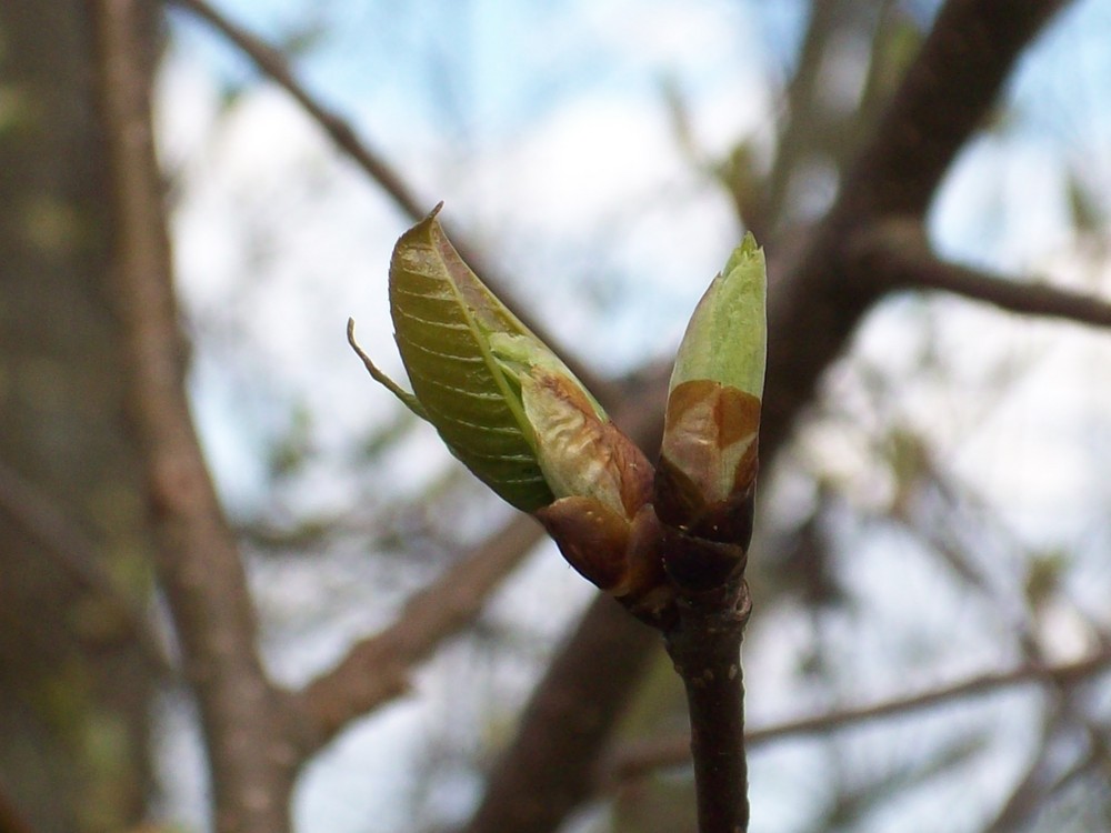 Feine Knospen