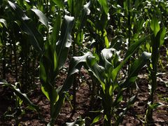 feine Linien im Maisfeld