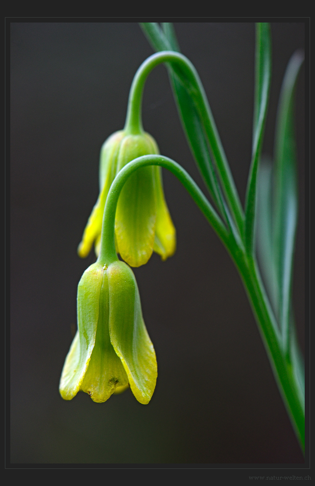 Feine Rhodische Schahblume