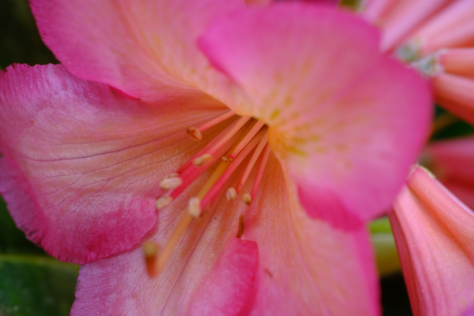 Feine Rhododendronblüte