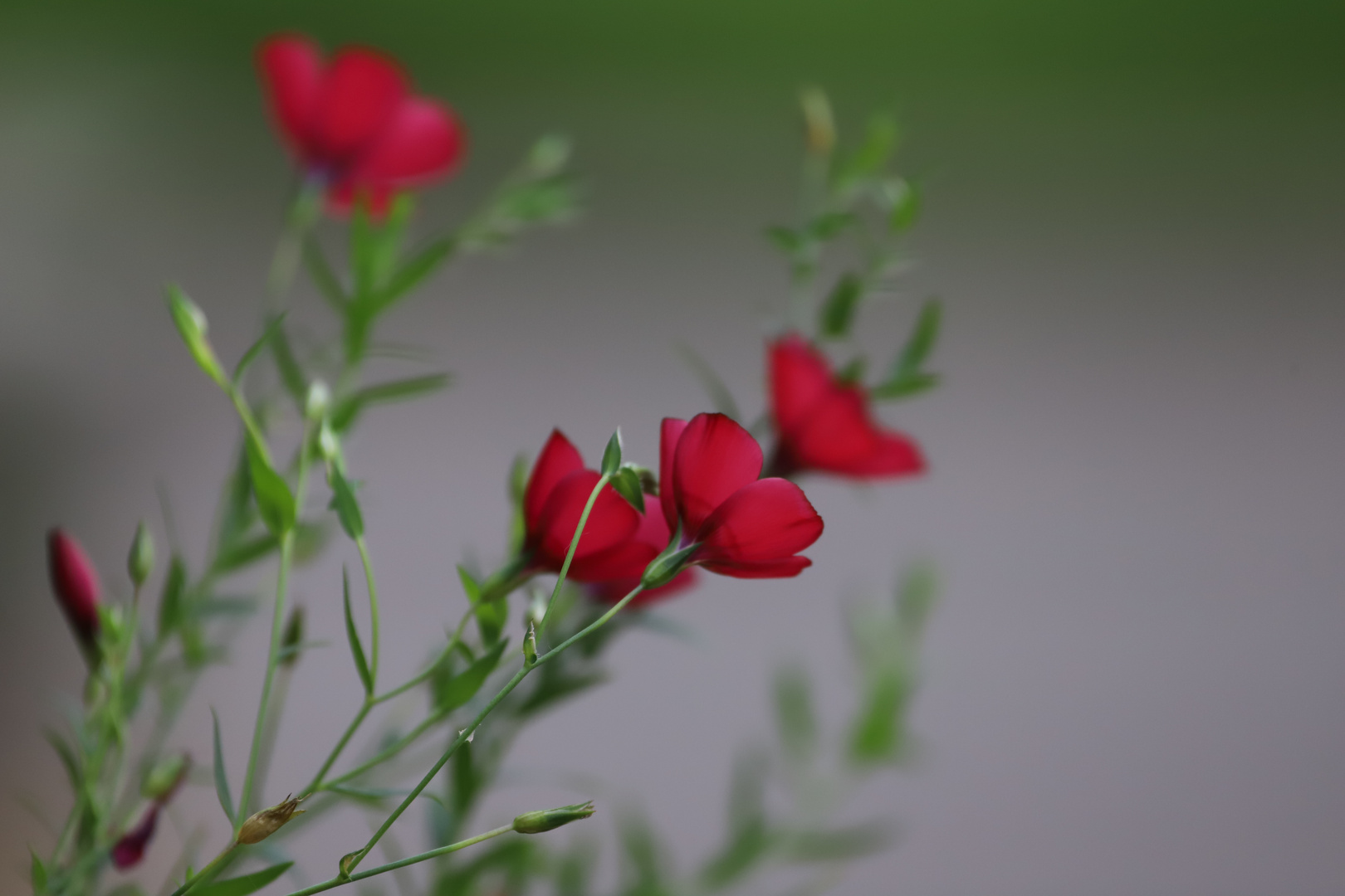 Feine Schärfe (Roter Lein - Linum grandiflorun)