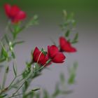 Feine Schärfe (Roter Lein - Linum grandiflorun)