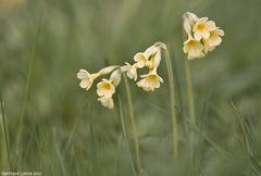 Feine Schlüsselblume.