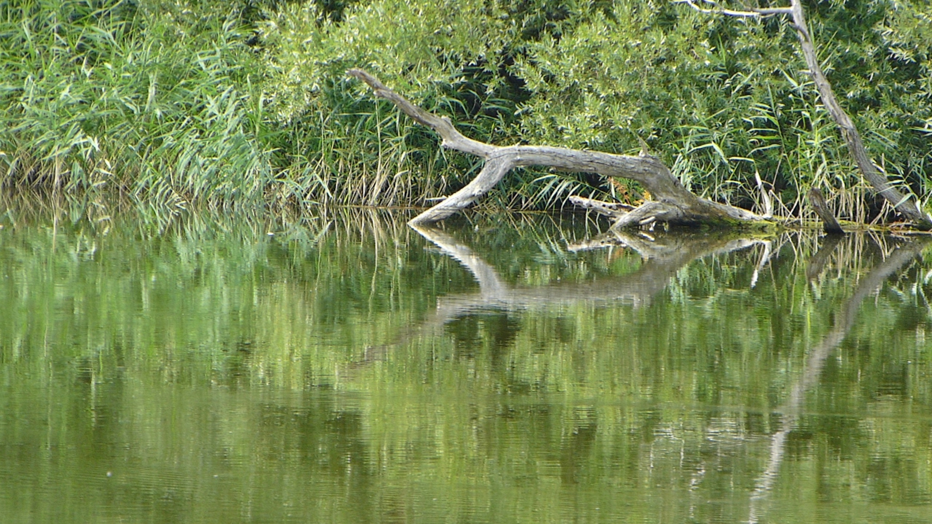 Feine Spiegelung