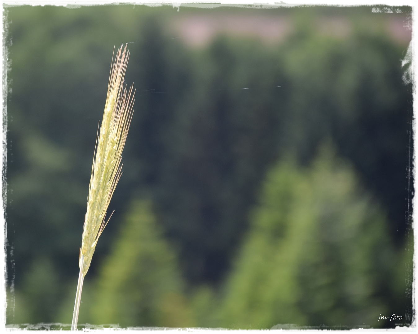 Feine Spinnfäden an zwei Ähren im Wind