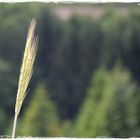 Feine Spinnfäden an zwei Ähren im Wind