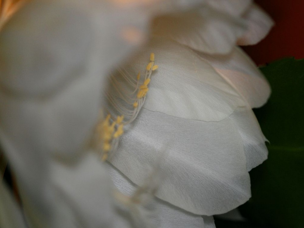 feine Strukturen ... Epiphyllum Oxypetalum