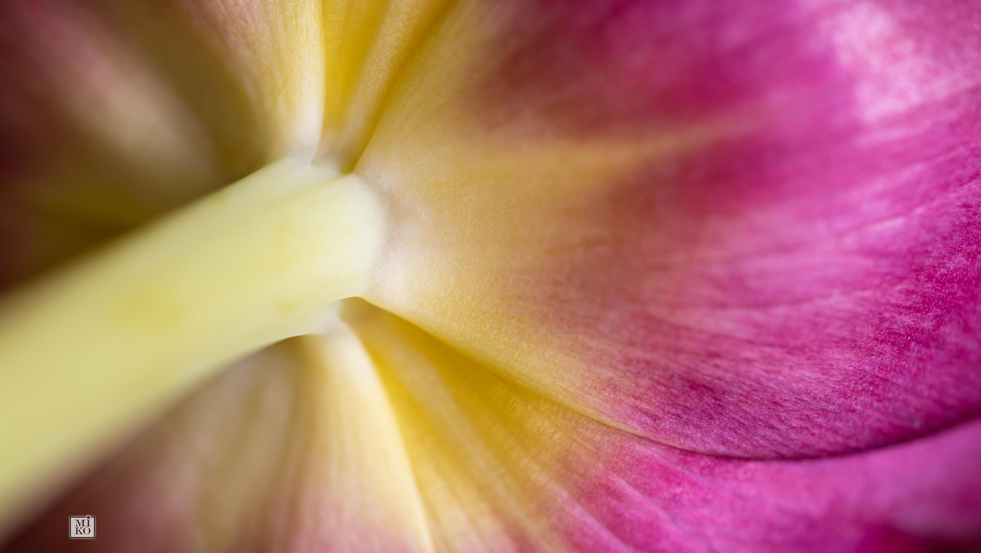 Feine Textur einer Tulpe