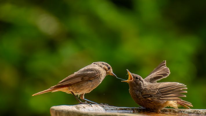 Feine Verbindung, Gartenrotschwanz