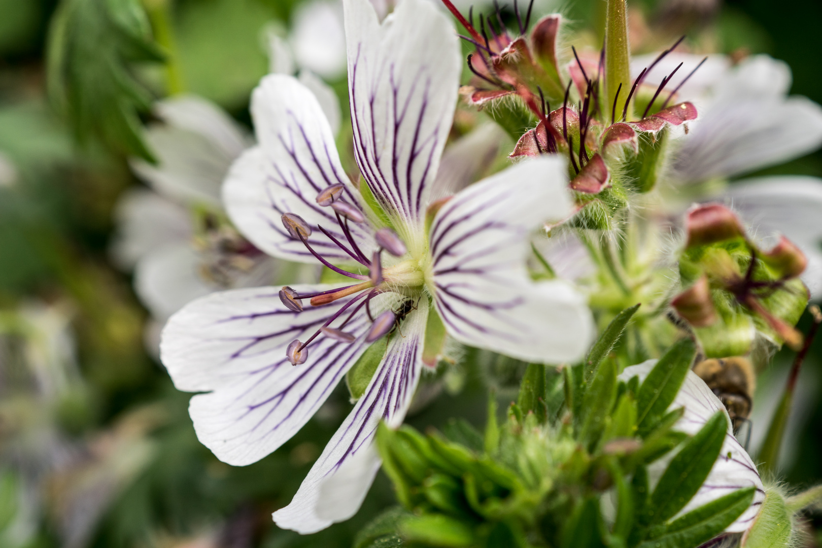 Feine weiße Blüte