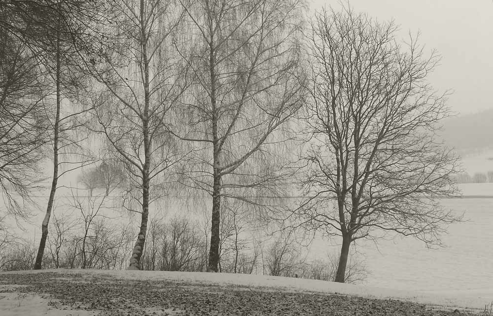 feiner Baum-Vorhang