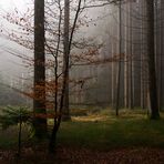 feiner Nebel auf dem Stieg