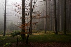 feiner Nebel auf dem Stieg