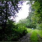 feiner Waldweg