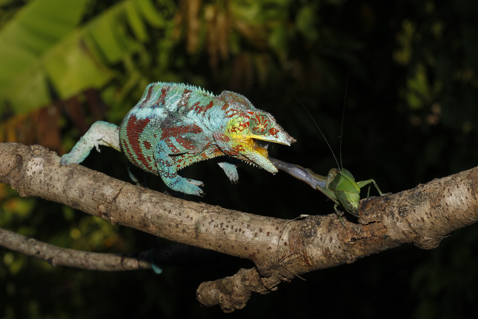 Feines Fressen Foto & Bild tiere, wildlife, amphibien & reptilien