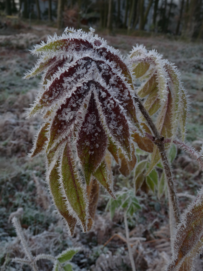 FEINES FROSTKLEID......