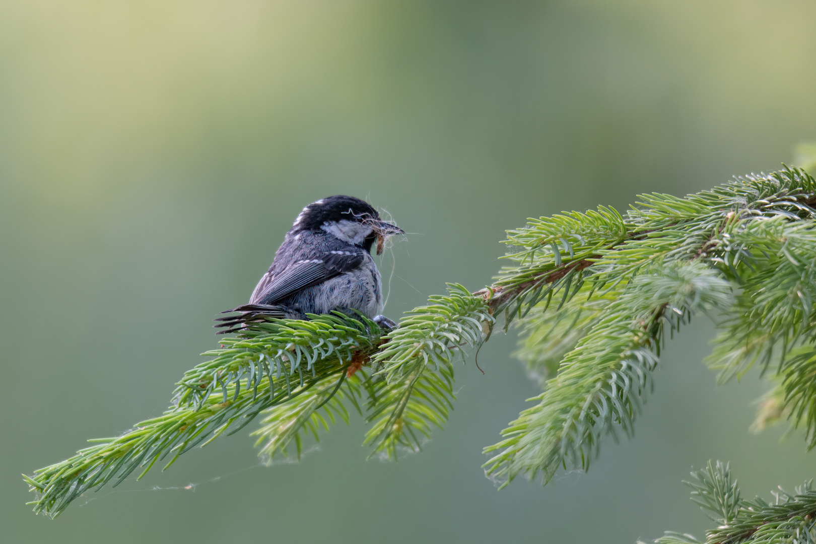 Feines fürs Nest