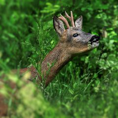 Feines Knaulgras ...