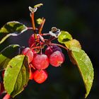 Feinfrost-Zieräpfel