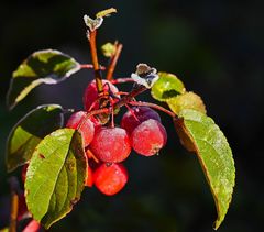 Feinfrost-Zieräpfel