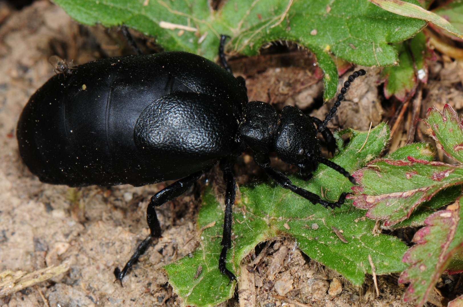 Feingerunzelter Maiwurmkäfer mit Mücke