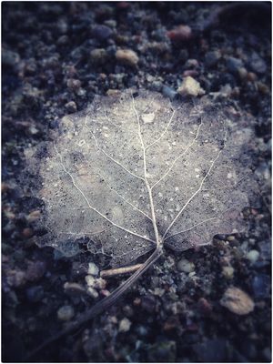 Feingliedriges Blattwerk