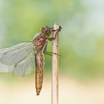 Feinheit der Natur