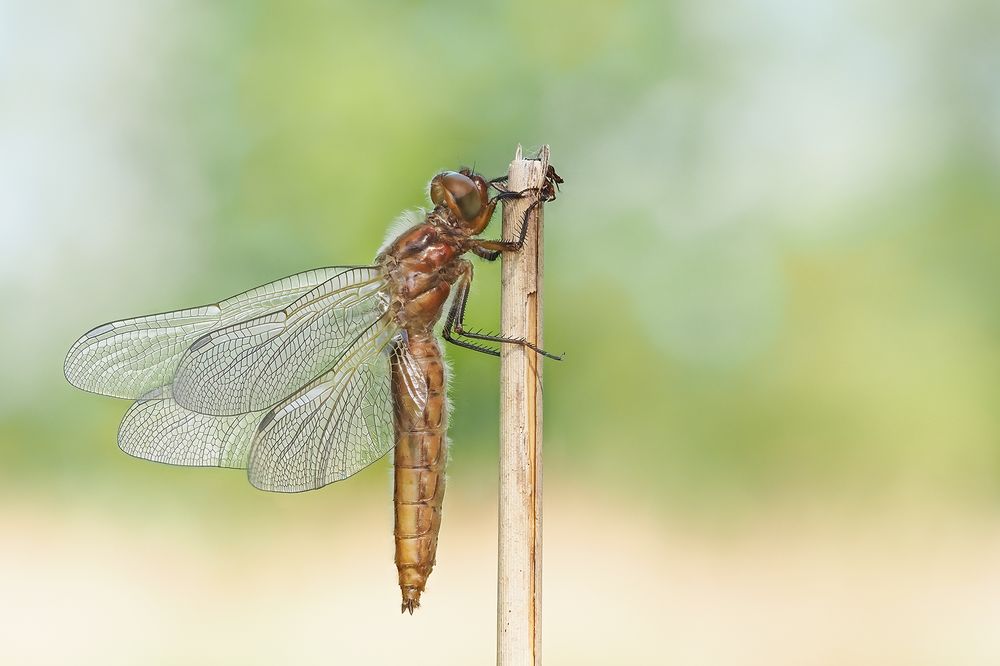 Feinheit der Natur