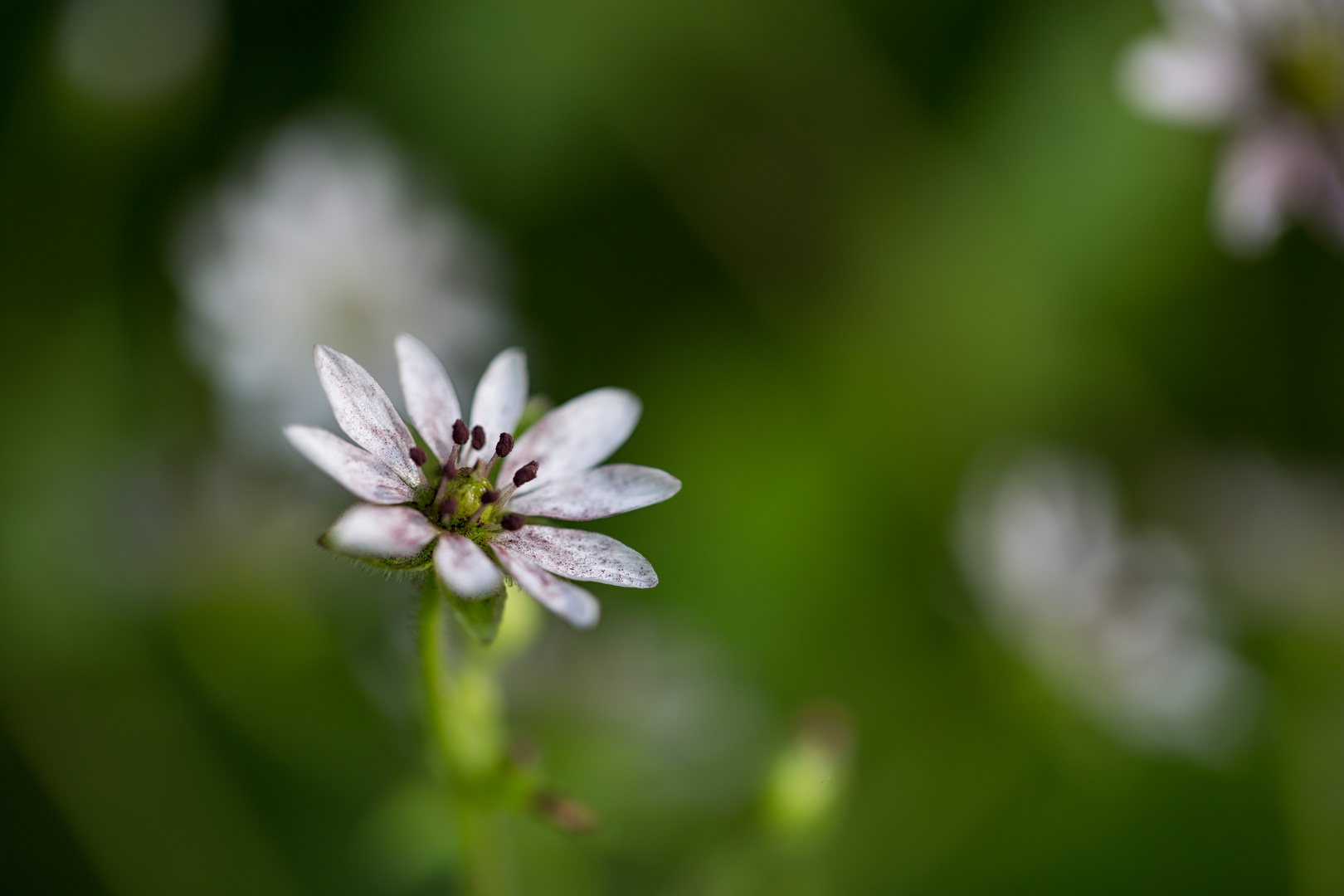 Feinheiten der Natur