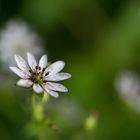 Feinheiten der Natur