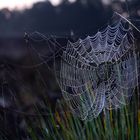 Feinheiten im Herbst