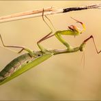 Feinschmecker- Foto 1 von einer ungewöhnlichen Erlebnisabfolge