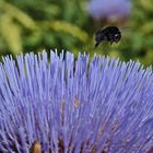 Feinschmecker im Anflug