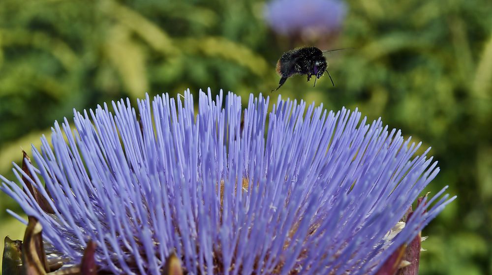 Feinschmecker im Anflug