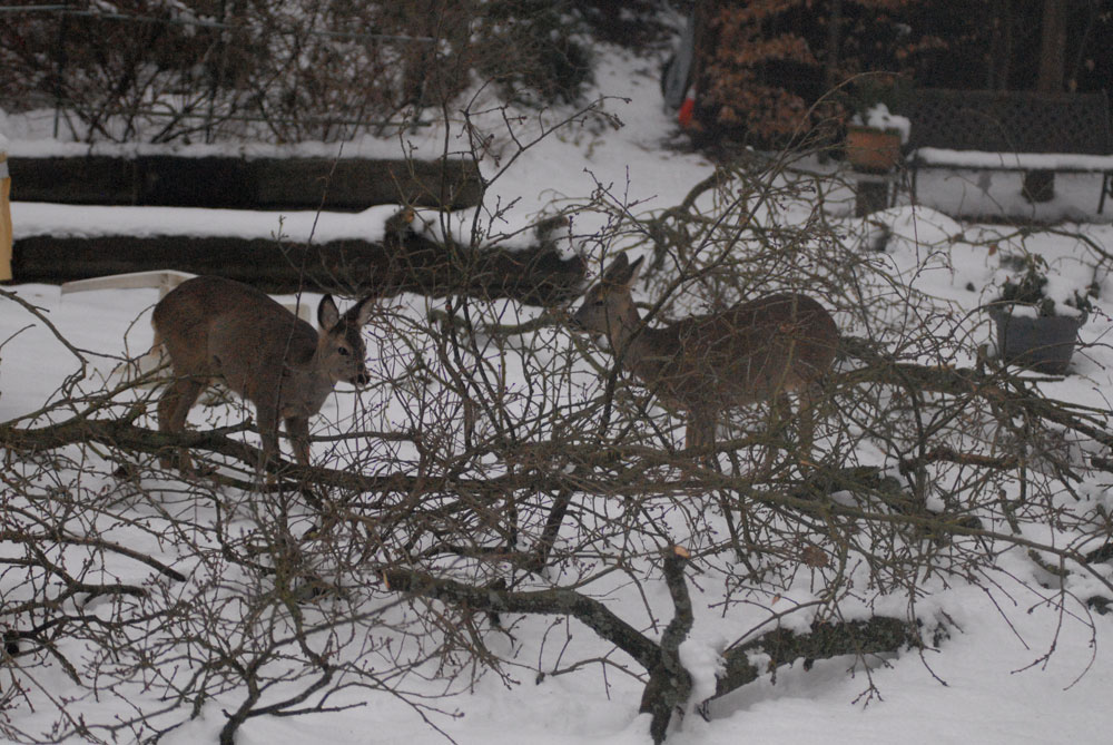 Feinschmecker in unserem Garten: Rehe fressen die Knospen von den Eichenästen