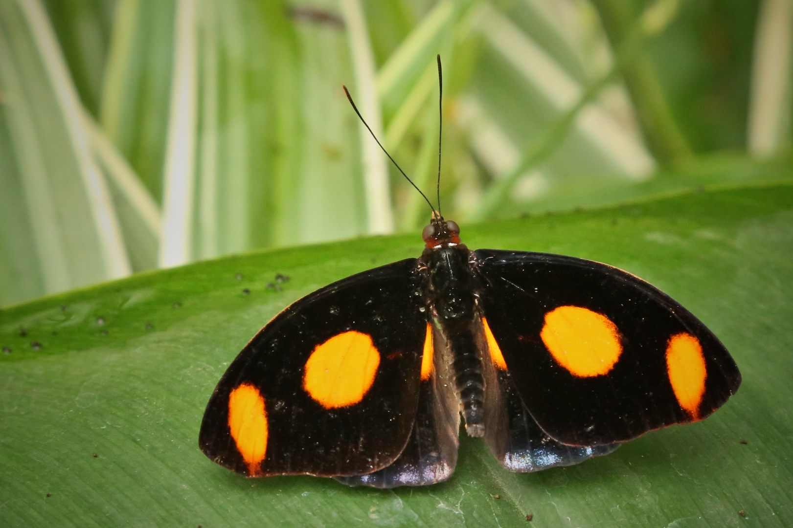 Feinschmecker (Männchen), Catonephele numila (2014_10_18_EOS 6D_7301_ji)