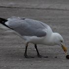 Feinschmecker  Möwe / mouette gourmande