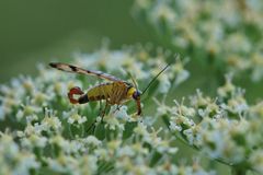 Feinschmecker-Skorpions-Fliege