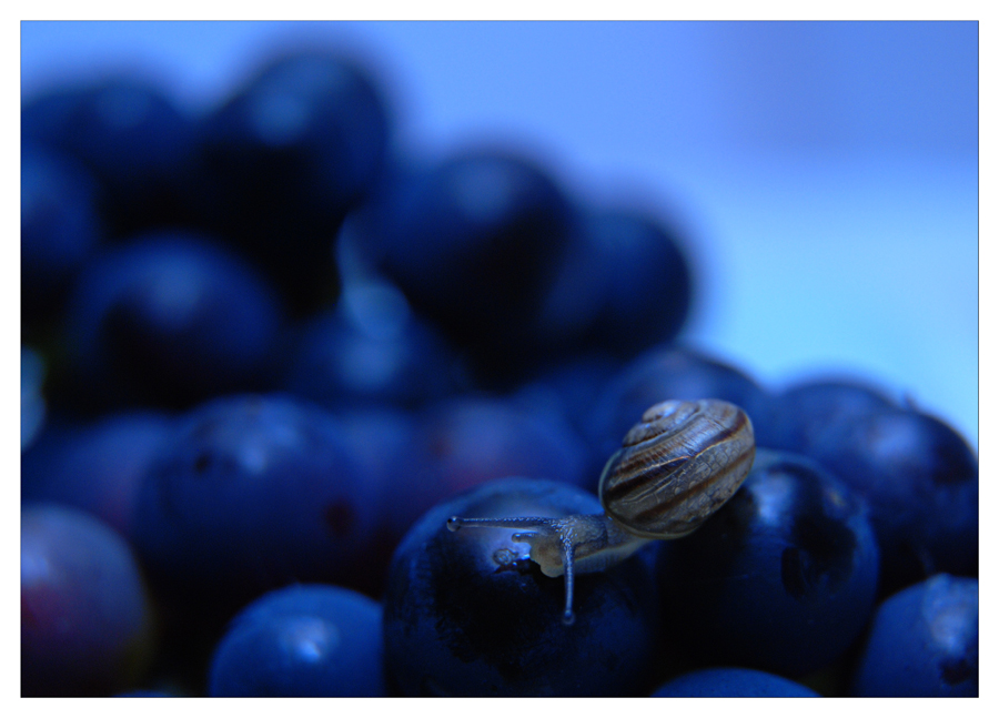 Feinschmecker Weinschnecke