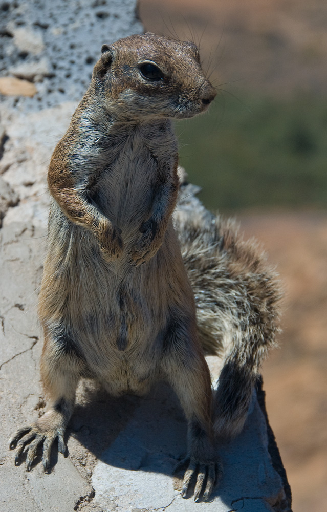 Feinschmeckerhörnchen