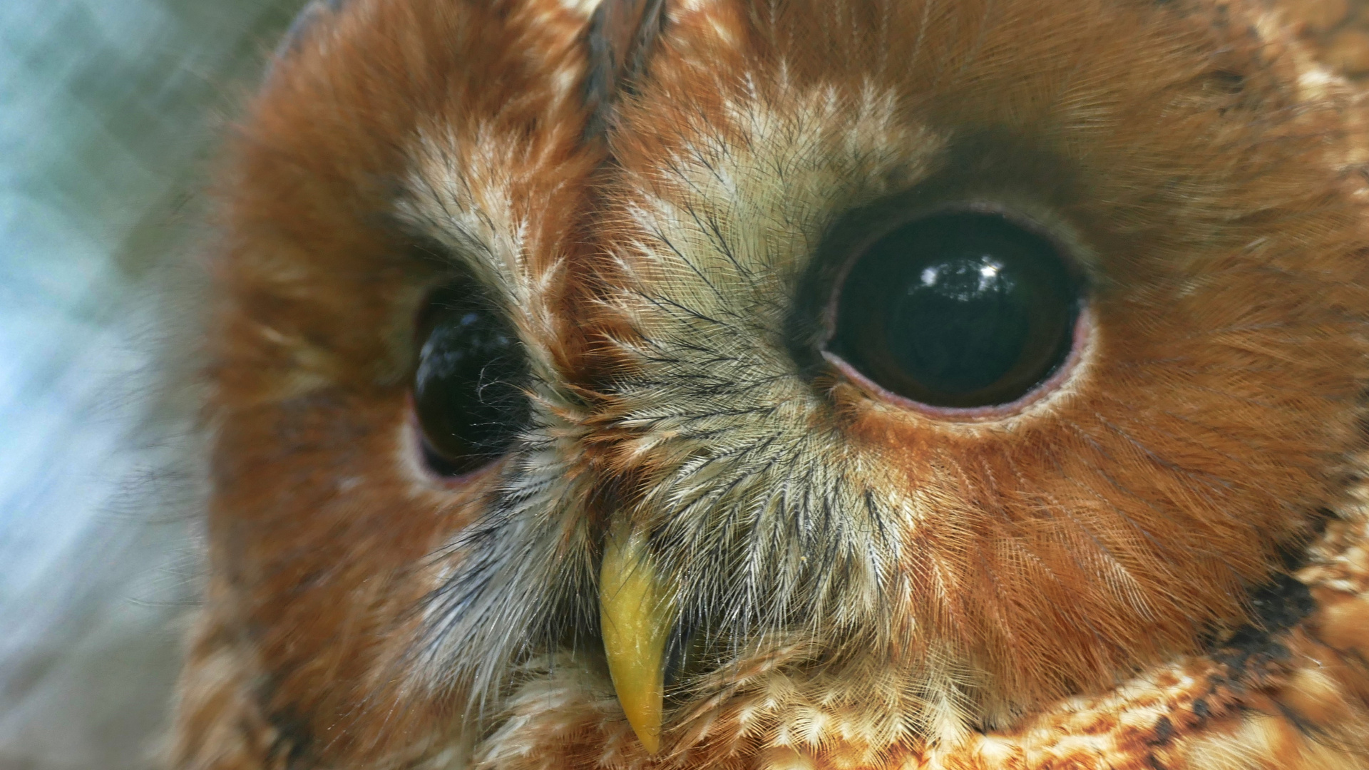 Feinste Behaarung rund um die Augen