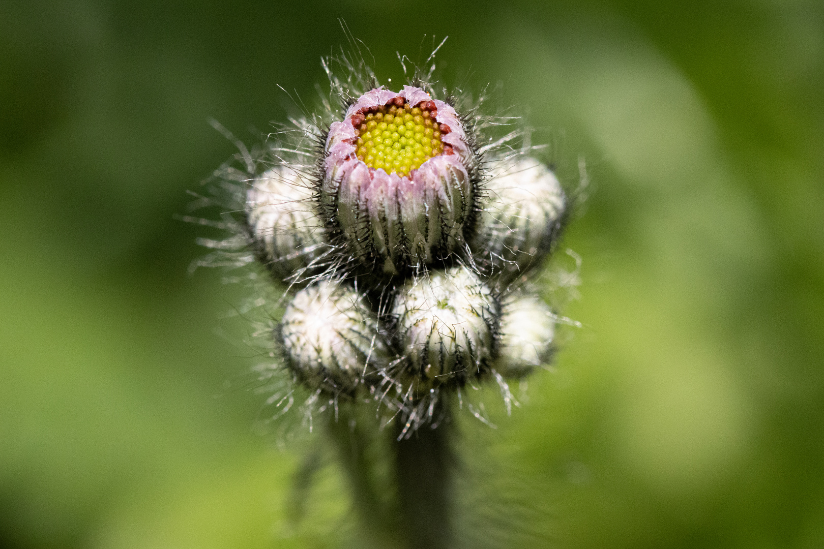 feinste Details im Garten