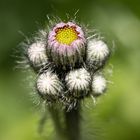 feinste Details im Garten