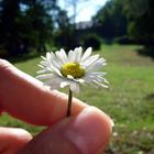 feinstes Gänseblümchen