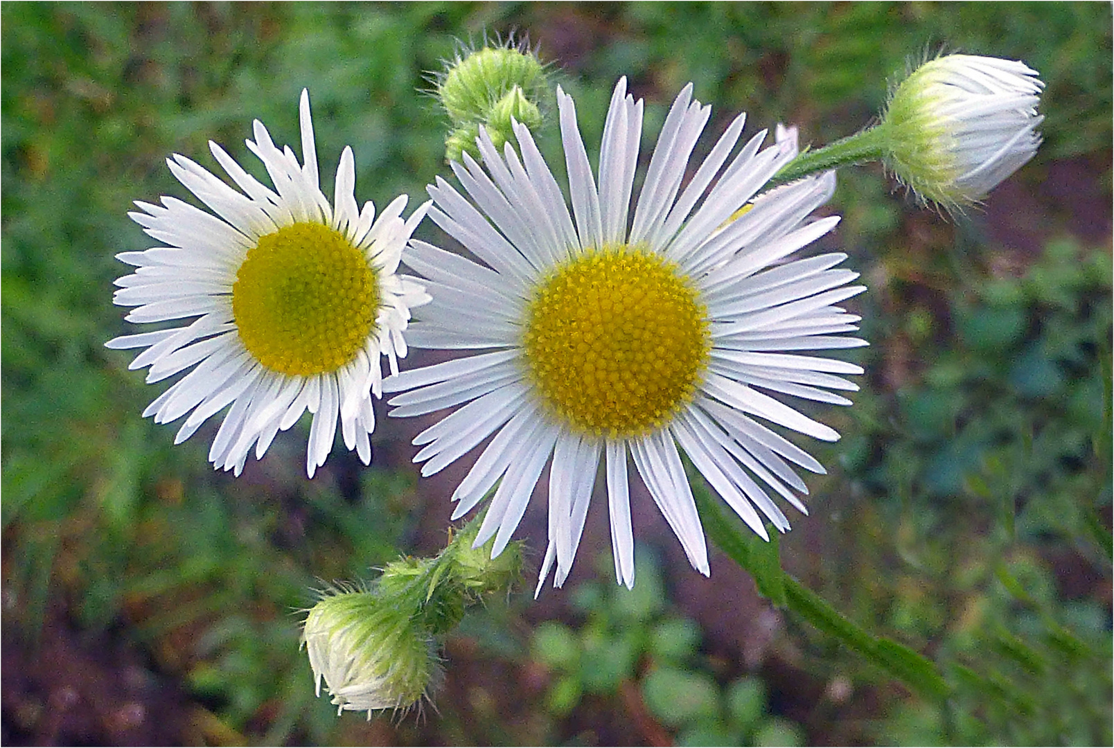 Feinstrahl Berufkraut (Erigeron annuus)